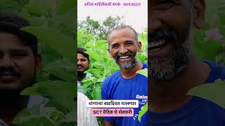 SCTवैदीक वापरनारा वाग्यांचा शेतकरी म्हनतो वाढदिवस घालनार #sctvedic #soil #शेती #organic #वांगी #crop