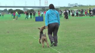 ビビアンちゃん　2014神奈川南GSDクラブ訓練競技会　エアデールテリア