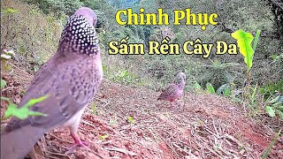 Sấm Rền Cây Đa.Clip498/ Kèo May Mắn, Bổi Tìm Chủ. TýMinhKonTum