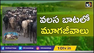 వలస బాటలో మూగజీవాలు | Matti Manishi Special Story | 10TV News