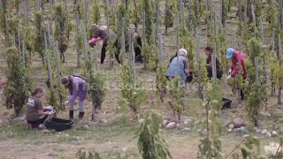Argentinian winemakers move away from chemicals towards organic wine