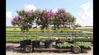 Tibouchina  granulosa - 'Purple Glory Tree'