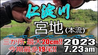 アユの友釣り 仁淀川(高知県) 本流 宮地 2023.7.23am