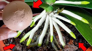 Just eggshells! Orchids grow roots \u0026 bloom like never before