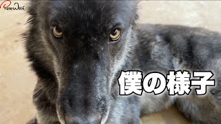 キビクの状態【２週間後】分離不安の様子