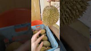 如何从外形分辨榴莲的品种 #durian #榴莲