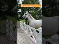 көкайғыр жылқы ұсыныс бөлісу horse рекомендации қарапайым лошади жеребец репост рек