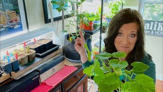 💡LIVE: The Worst Grow Light Mistakes You Could Make When Starting Vegetable Seeds Indoors (REPLAY)