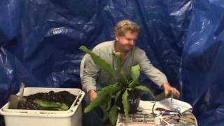 How To Repot an Epi part 2.wmv