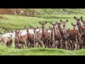 what is farming venison like q u0026 a video