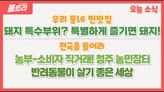 [울트라 Live] 2024년 11월 25일 (월) / 우리동네찐맛집 '돼지 특수부위? 특별하게 즐기면 돼지!'