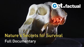 Great Moments in Evolution - Secrets of Survival | Full Documentary Episode 2