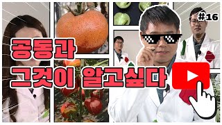 토마토 주요 병해충 및 생리장해 - 공동과