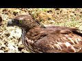 hunting of bird by crested hawk eagle.