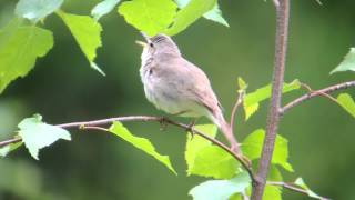 Blyth's Reed Warbler, 9th June 2015, Parikkila, Finland