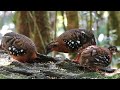 Family of RED-BREASTED HILL PARTRIDGES with two juveniles, Borneo