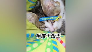 狸花猫真的不能当宠物养，不管你贫穷富贵它都看不起你