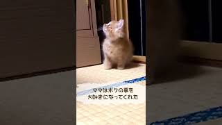 【緊急保護】今にも消えそうな命😿子猫を保護しました #shorts #保護猫 #野良猫 #子猫