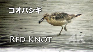 野鳥撮影・ 【野鳥動画】コオバシギ・ふなばし三番瀬海浜公園・4K