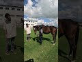 長男・直英 メジロドーベルと対面！ 本編もお見逃しなく 競馬ブロス 水曜馬スぺ！ グリーンチャンネル 競馬 shorts