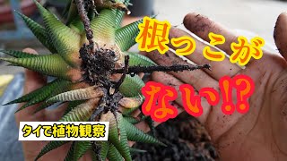 【タイで植物観察】浮いてる！？根っこがない！？