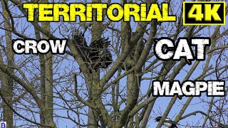 CAT STUCK IN A TREE WITH  MAGPIES  AND CROWS