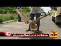 அடிபட்டு கிடந்த ஆந்தை தகவல் அளித்தும் வராத வனத்துறை owl thanthi tv