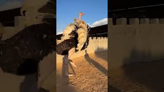 Strong ostrich attack 🥶😱هجوم النعامة القوي