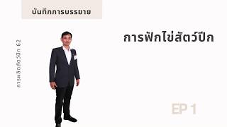 44 ระยะเวลาฟักไข่สัตว์ปีก | การฟักไข่สัตว์ปีก EP1