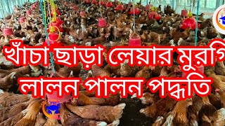 লেয়ার মুরগি খাঁচা ছাড়া লালন পালন সম্পর্কে বিস্তারিত জানুন,,,