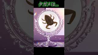 【雑学】タガメ　#shorts　#生物語　#昆虫類