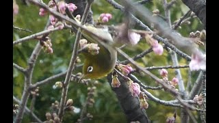 20230221大寒桜と寒桜にメジロ