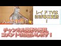 【ケボーン！】dxリュウソウチェンジャーをレビュー！【リュウソウジャー】【レイドtv】