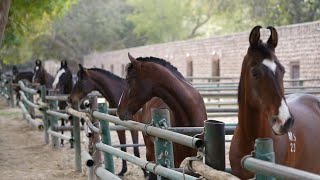 Balsamand Palace ka Stables And Horses