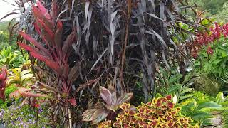 Pennisetum macrostachyum