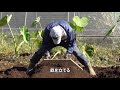 【家庭菜園】オクラからダイコンへのリレー栽培　おまかせ菜園フクダ流