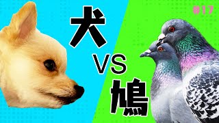 【犬 散歩】【ミックス犬 ポメラニアン】鳩にキレる犬