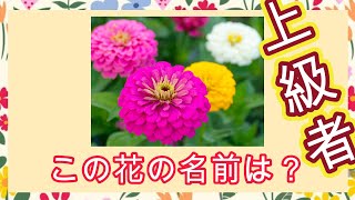 人気の花の名前当てクイズ④【上級編】