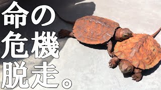 生き物と暮らす方へ。大切な家族を守るために。