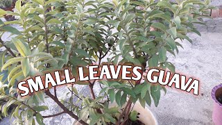 HOW TO CARE SMALL LEAVES GUAVA // CHINESE GUAVA