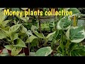 Money plant collection of mine || Gardening vlog@Manju,z Farm Stay