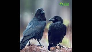 কাক কি সত্যিই দ্বিতীয়বার জোড়া বাঁধে না | Crows do not really mate a second time | OuR WORLD