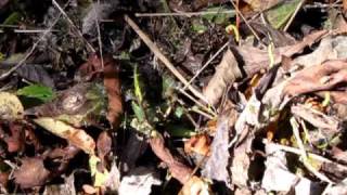 Leaf Litter Life