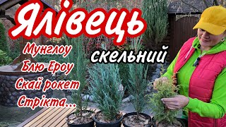 ЯЛІВЕЦЬ Скельний.Вплив на людину.Де саме Не можна саджати.Найкращі умови для вирощування.Сад.Дача.