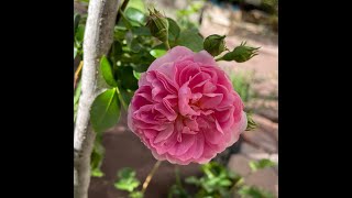 First Bloom of Arborose Jasmina Climbing Rose (3rd Year)