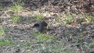 二子玉川野鳥観察図鑑 顔黒画眉鳥　カオグロガビチョウ 二子玉川公園 2021年2月13日