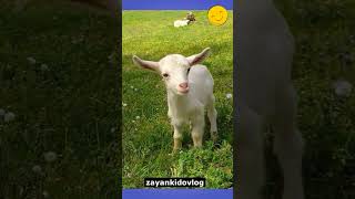 Baby Goat vlog | Baby Goat cute & sweet | Funny Goat video
