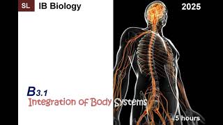 IB Bio 2025 C3.1 Integration of Body Systems SL + HL Note #ib #ibbiology #biology #hormone #nerve