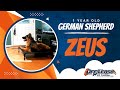 German Shepherd, 1 Year Old, Zeus | Best Dog Trainers Northern VA, Urban Program | Off Leash K9