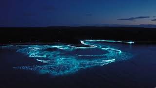 A breathtaking aerial view of bioluminescent water